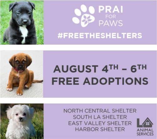 Free The Shelter